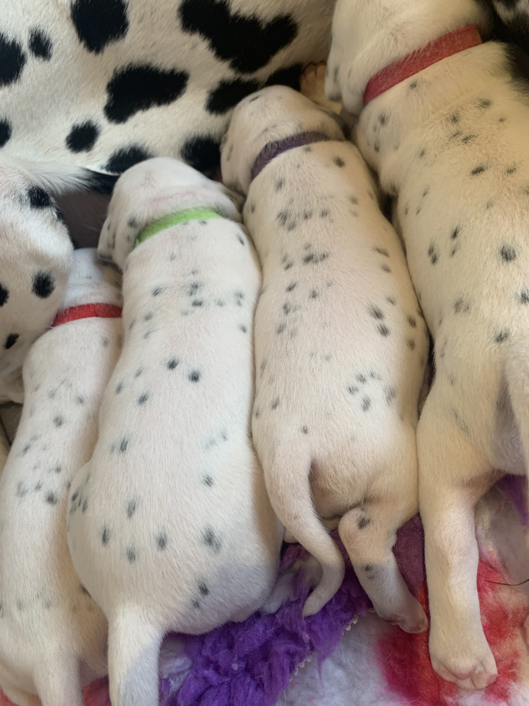 Chiot Dalmatien Black Spotted Arrows Corsica
